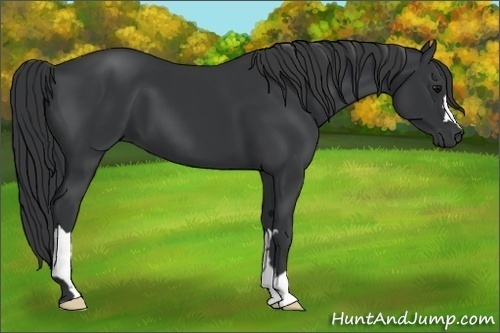 Horse Color:Black  and Black 