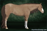 Horse Color:Classic Champagne  and Classic Champagne 