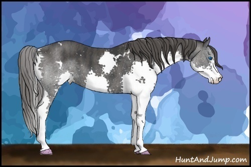 Horse Color:White Spotted Black Sabino Splash  Brindle