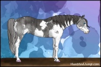 Horse Color:White Spotted Black Sabino Splash  Brindle