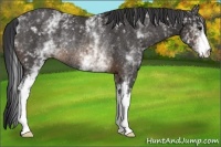 Horse Color:White Spotted Buckskin Rabicano