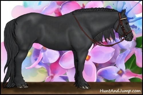 Horse Color:Black and Black