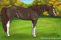 Horse Color:White Spotted Liver Chestnut 
