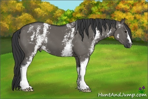 Horse Color:White Spotted Grullo 