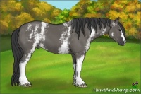 Horse Color:White Spotted Grullo