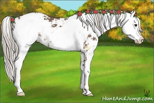 Horse Color:Chocolate Palomino Sabino 