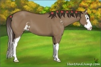 Horse Color:Liver Red Dun Sabino Splash