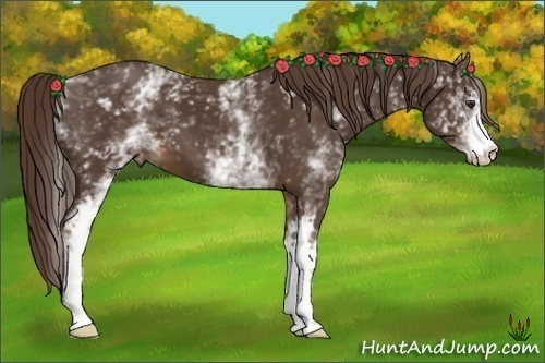 Horse Color:White Spotted Liver Chestnut 