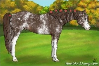 Horse Color:White Spotted Liver Chestnut 