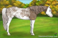 Horse Color:Chocolate Palomino Ice Splash 