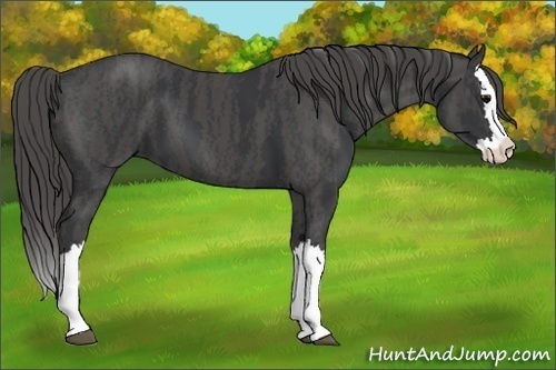 Horse Color:Black Splash  Brindle
