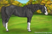 Horse Color:Black Splash Brindle
