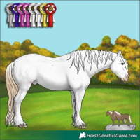 Horse Color:Buckskin Mushroom Snowcap
