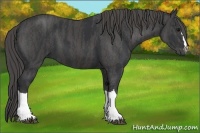 Horse Color:Black  Brindle