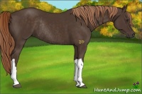 Horse Color:Liver Chestnut Rabicano 