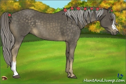 Horse Color:Chocolate Palomino 