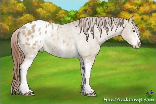 Horse Color:White Spotted Red Dun Appaloosa Rabicano 