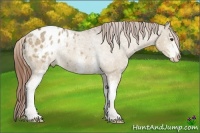 Horse Color:White Spotted Red Dun Appaloosa Rabicano 