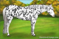 Horse Color:Black Appaloosa  and Black Appaloosa 