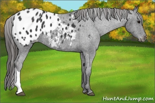 Horse Color:Black Appaloosa  Brindle