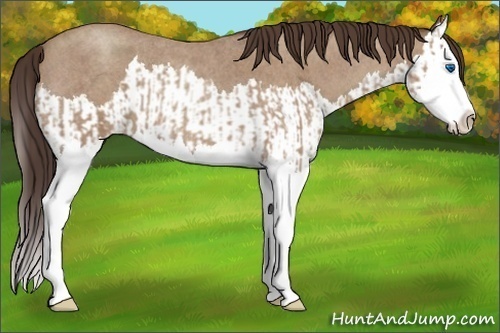 Horse Color:Classic Champagne Roan Splash and Classic Champagne Roan Splash