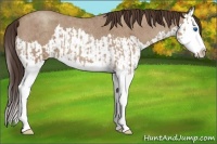 Horse Color:Classic Champagne Roan Splash and Classic Champagne Roan Splash
