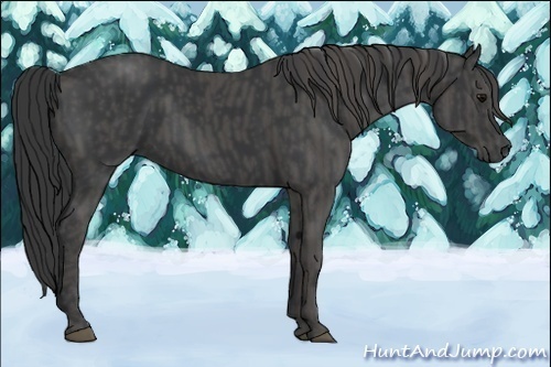 Horse Color:Black  Brindle