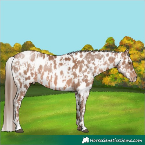 Horse Color:Brown Pearl Appaloosa and Brown Pearl Appaloosa