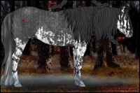 Horse Color:Blue Roan Splash and Blue Roan Splash