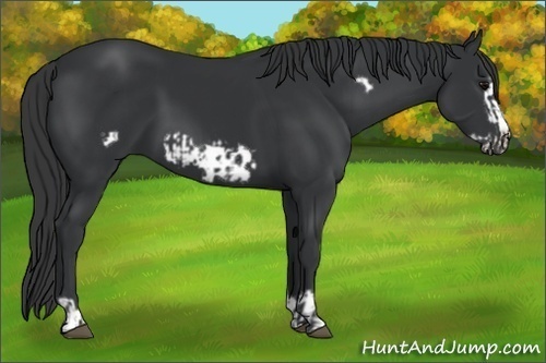 Horse Color:Black Frame  and Black Frame 