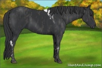 Horse Color:Black Tobiano  Brindle