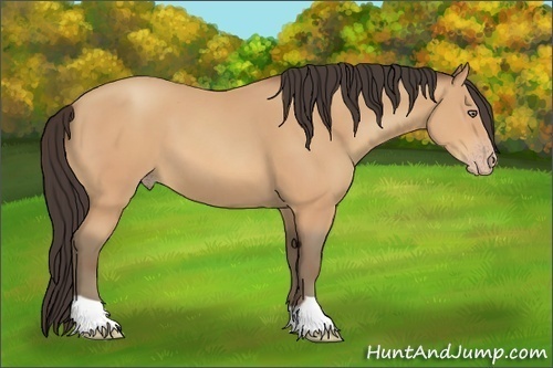 Horse Color:Amber Champagne 