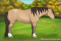 Horse Color:Amber Champagne 