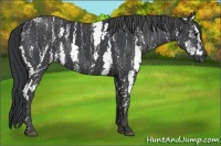 Horse Color:White Spotted Black  Brindle