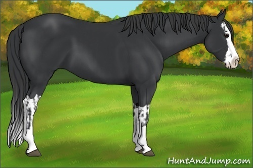 Horse Color:Black Splash and Black Splash