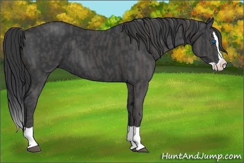 Horse Color:Black Splash  Brindle