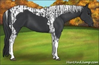 Horse Color:Black Tobiano  and Black Tobiano 