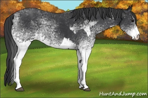 Horse Color:White Spotted Black and White Spotted Black
