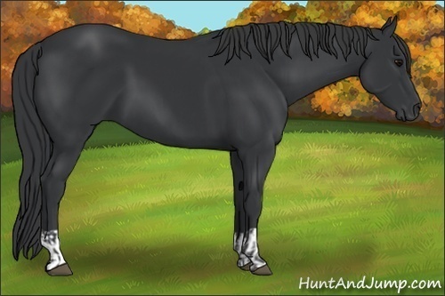 Horse Color:Black and Black