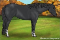 Horse Color:Black and Black