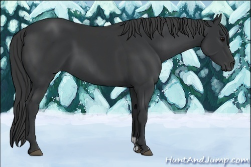 Horse Color:Black  and Black 