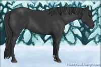 Horse Color:Black  and Black 