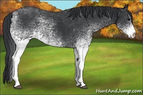Horse Color:White Spotted Black and White Spotted Black