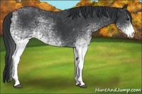 Horse Color:White Spotted Black  and White Spotted Black 
