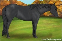 Horse Color:Black  and Black 