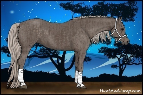Horse Color:Silver Black  and Silver Black 