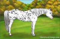 Horse Color:Black Appaloosa  and Black Appaloosa 