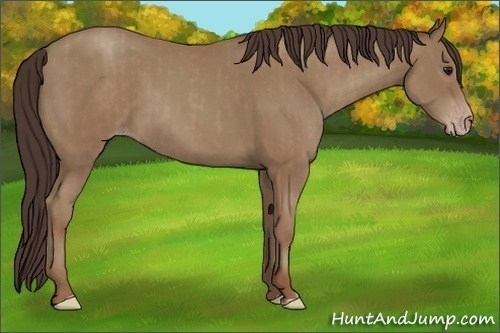 Horse Color:Classic Champagne  and Classic Champagne 