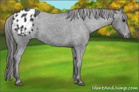 Horse Color:Black Splash Appaloosa  Brindle