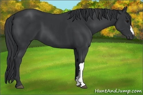 Horse Color:Black and Black